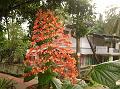 Pagoda Flower